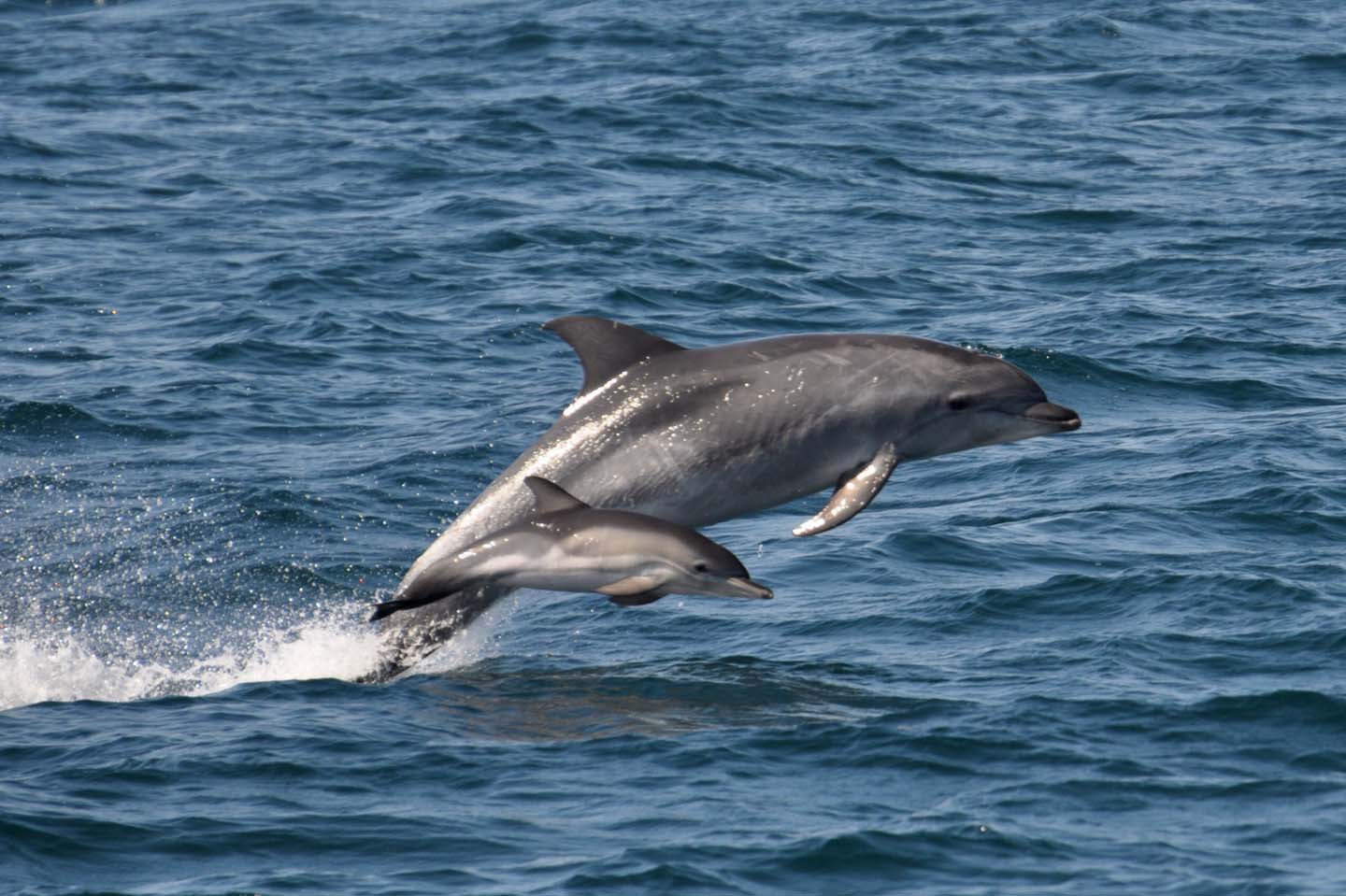 Marco Island Dolphin Tours