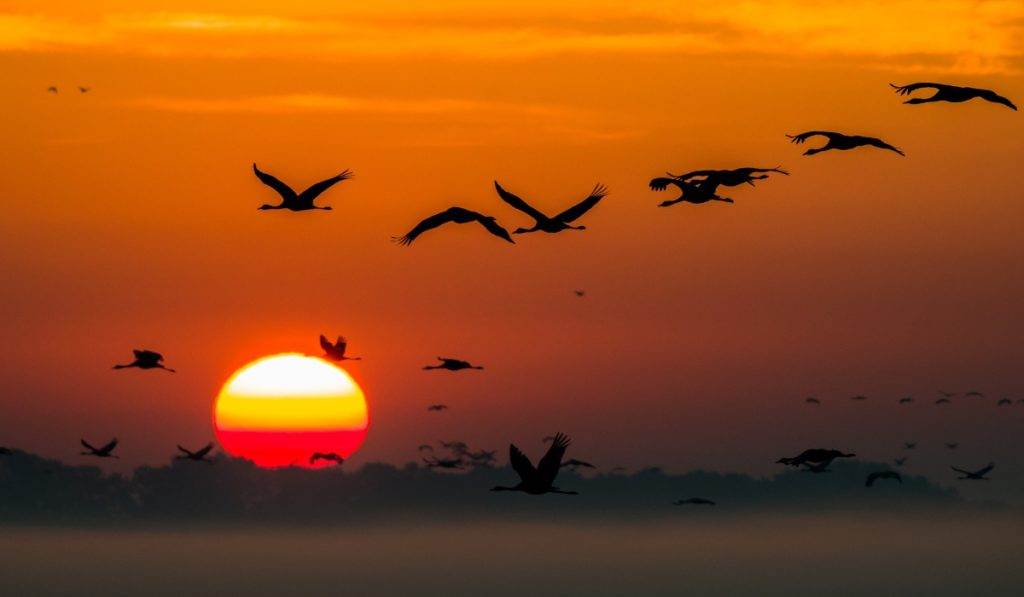 Private Sunset Cruise with Marco Island Wildlife