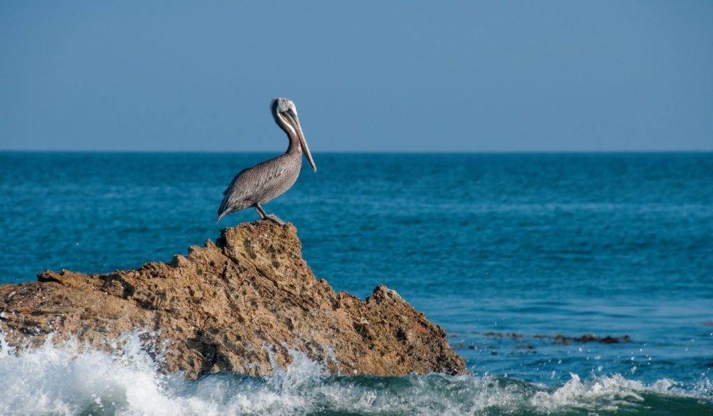 Explore Marine Wildlife on Shelling Boat Tour in Florida