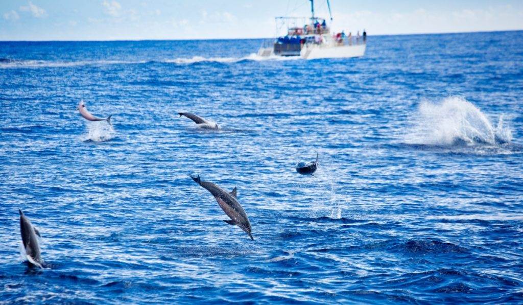 Unforgettable Dolphin Watching Tour on Marco Island, FL Coastline