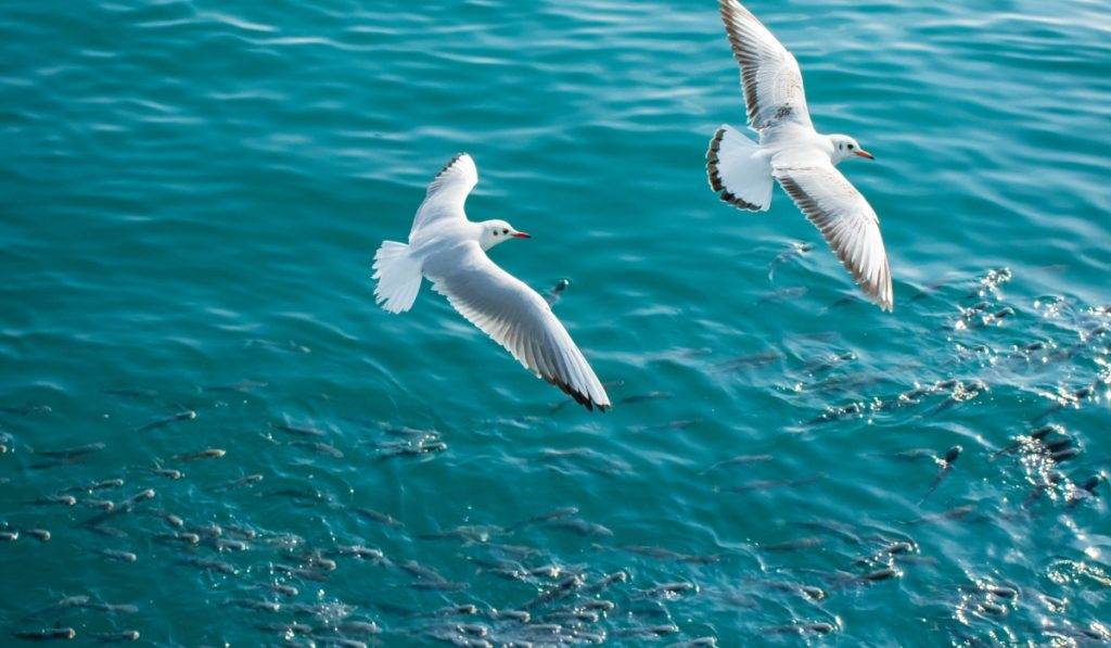 Embrace ecotourism on Marco Island