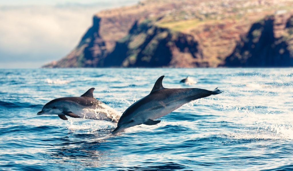Playful dolphins