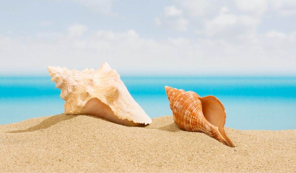 Exciting Marco Island Seashell Tour