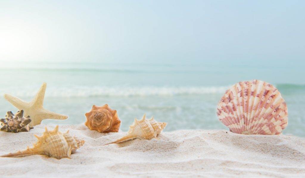 Marco Island Shelling Tours