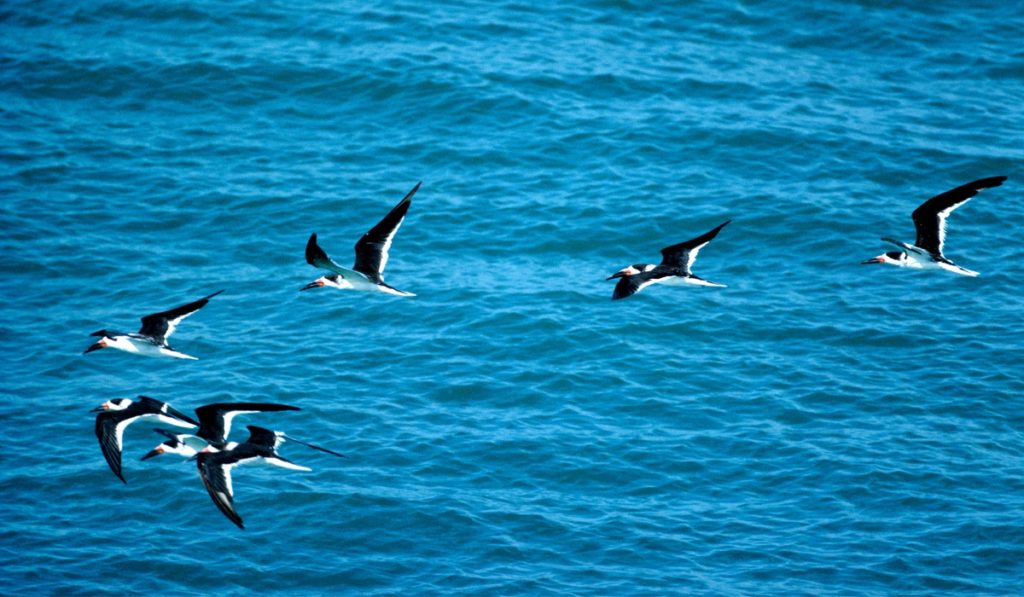 Witness the beauty of migratory birds in the diverse ecosystem of Marco Island, Florida
