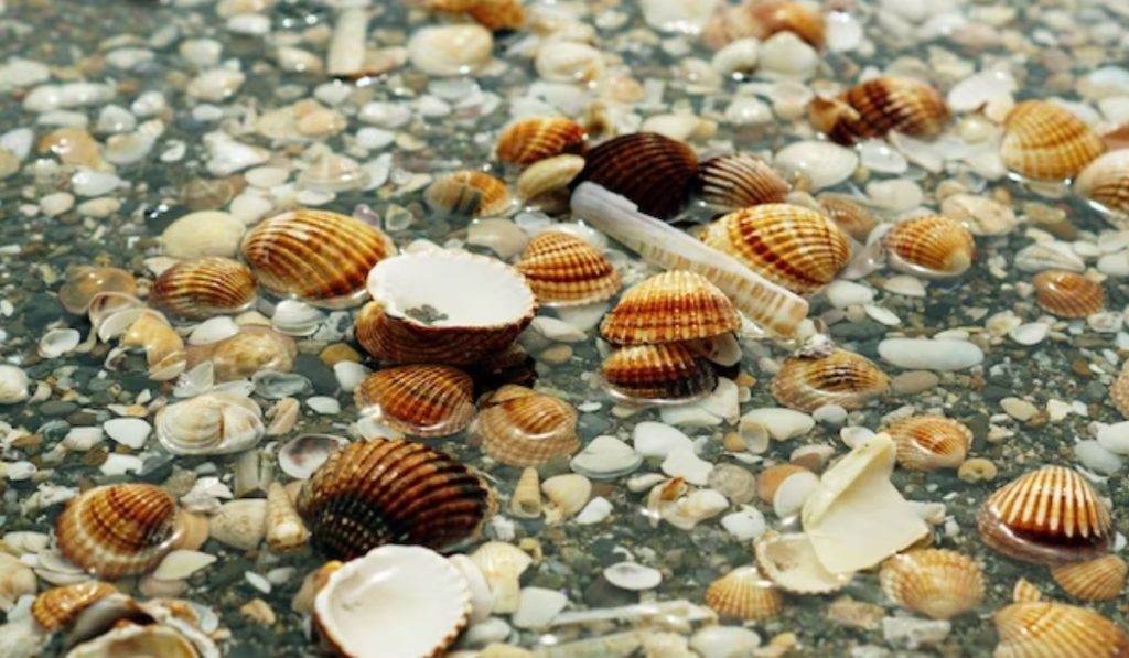 scallop shells on marco island