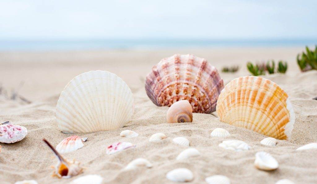 Explore the Best Shelling Tours in Marco Island, FL