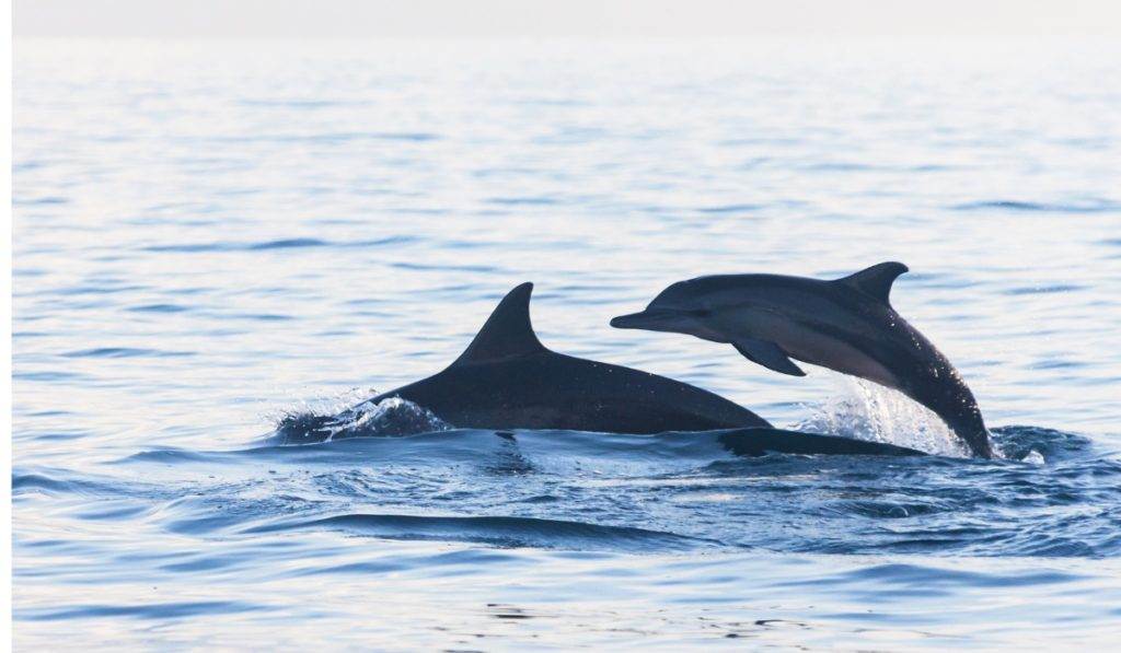 Enjoy a Sunny Day Dolphin Cruise around Marco Island, FL