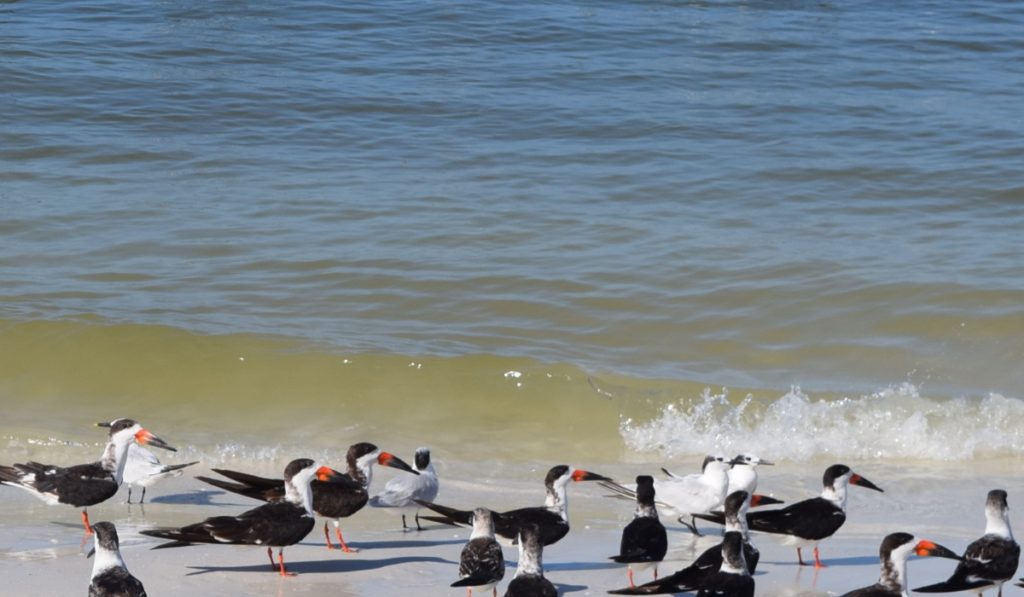Explore the diverse wildlife of Marco Island, FL, with a focus on tropical birds.